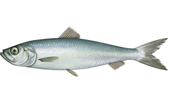 วงศ์ Clupeidae