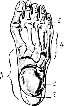 Hallux rigidus