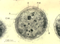 Aeromonas salmonicida เป็นแบคทีเรียแกรมลบที่ก่อให้เกิดโรคฝีในปลาทะเลและปลาน้ำจืด