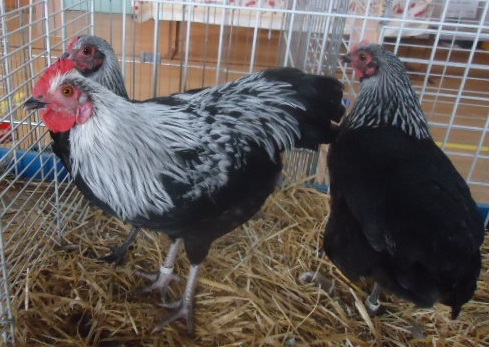 ไก่แจ้ Birchen Niederrheiner และแม่ไก่คู่หนึ่ง