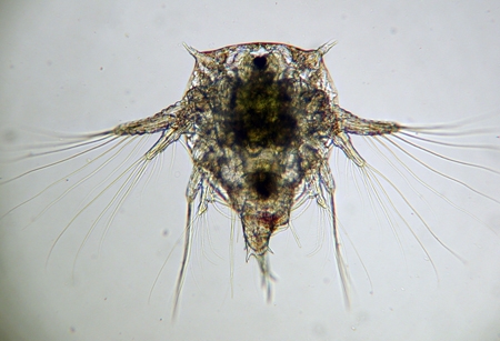 ตัวอ่อน Nauplius ของ Elminius modetus
