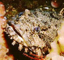 ปลาคางคกหอยนางรม (Opsanus tau) เป็นหนึ่งในวงศ์ Batrachoididae