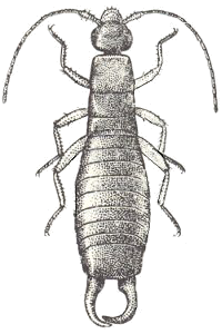 Anisolabis maritima