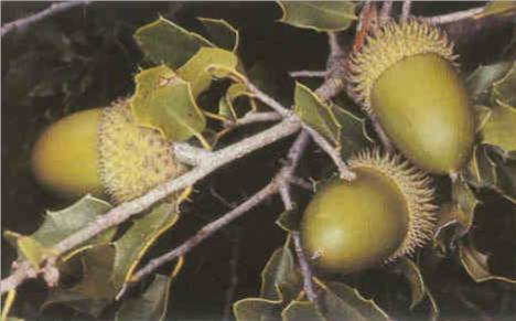 ลูกโอ๊กของ Quercus coccifera