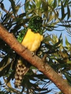 เพศผู้ C. c. cupreus, ควาซูลู-นาตาล
