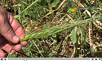 ญาติป่าของพืชผล