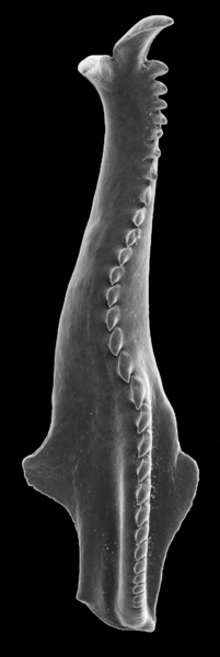 Scolecodont