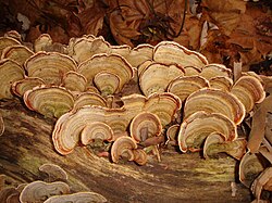 Stereum ostrea