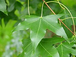 Acer truncatum