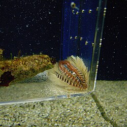 โคลเอีย