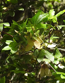 Acer sempervirens