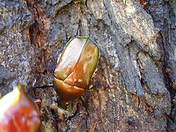 Pseudotorynorrhina japonica