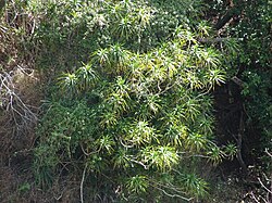 สกุลเพลโอเมล (Pleomele )