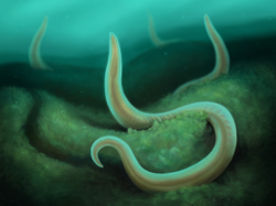 Uncus dzaugisi