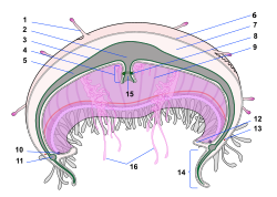 Gastrovascular cavity