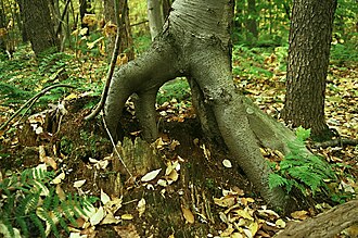 อุทยานแห่งรัฐลอเรล ริดจ์