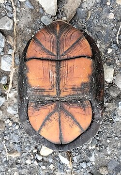 เค.ส. cruentatum plastron, ตาเมาลีปัส, เม็กซิโก