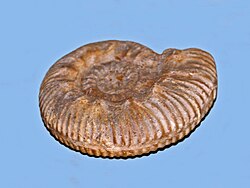 ไรเน็คเคีย