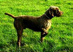 พูเดลพอยน์เตอร์