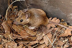 Yellow-necked mouse