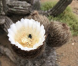 Eulychnia iquiquensis