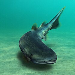 ตัวอ่อน Laccognathus