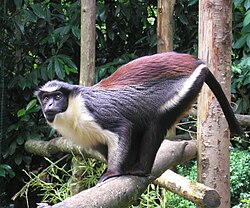 เกวนอน