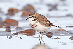 ภาพนกชายหาดสองแถบ (Charadrius bicinctus) กำลังเปลี่ยนขนเป็นขนสำหรับฤดูผสมพันธุ์