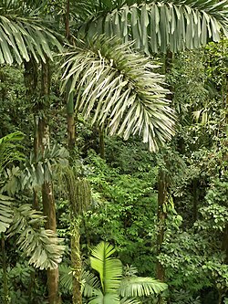 Socratea exorrhiza