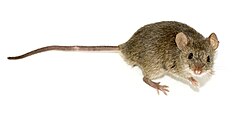 หนูบ้าน (Mus musculus)