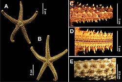 Echinaster brasiliensis: A-หนามของแขน, B-เท้าท่อ, C-ภาพด้านข้างของแขน