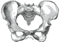 กระดูกเชิงกรานหญิง