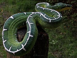 คอรัลลัส เบทซี