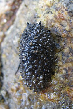 Onchidella celtica