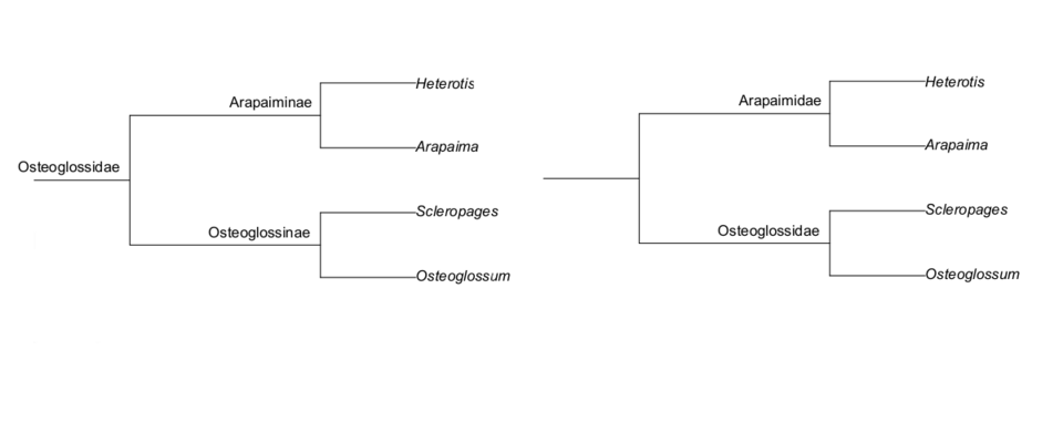 แผนภูมิวิวัฒนาการแสดงสมมติฐานเกี่ยวกับความสัมพันธ์ของกลุ่มปลาออสทีโอโกลสซิมอร์ฟภายใน ได้แก่ เฮเทอโรติส, อาราไพมา, สเคลโรเพจ และออสทีโอโกลสซัม (อ้างอิงจาก แฮสติงส์, วอล์คเกอร์ และกัลแลนด์ ปี 2014)