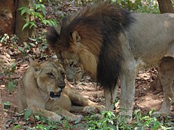 Panthera leo leo