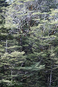 Nothofagus cliffortioides