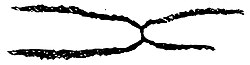 Tetragraptus approximatus