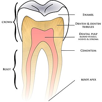 ซีเมนต์