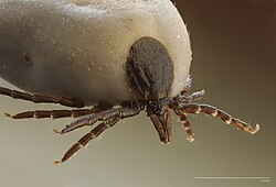วงศ์ Ixodidae