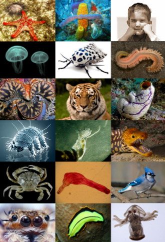 แผนร่างกาย
