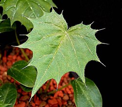 Cnidoscolus angustidens