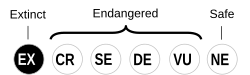 ภาษาถิ่นคิลิท