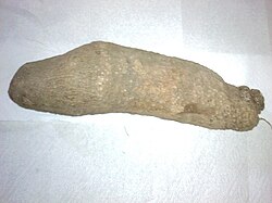 Dioscorea cayenensis subsp.ข้อมูลโรทันดาต้า