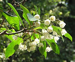 อะโนปเทอรัส