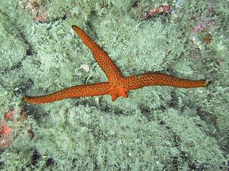 การฟื้นฟู Echinaster sepositus