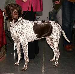 สุนัขพันธุ์ Old Danish Pointer