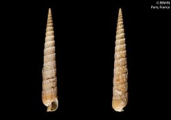 Terebra quoygaimardi