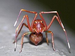 อามิเซีย