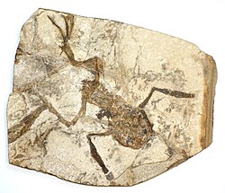 Palaeobatrachidae